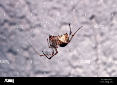 American House Spider Female Parasteatoda Achaearanea Tepidariorum