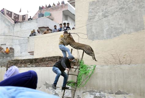 This Leopard Mid Flight In The Northern City Of Jalandhar India Powws