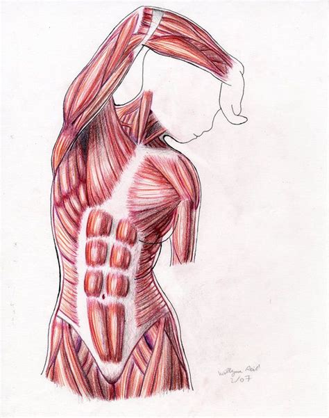 This muscles anatomy art print is a wonderful addition to any interior and will make a perfect gift for doctors, nurses and medical students. Torso motion - muscle by xxxShinomorixxx on deviantART ...
