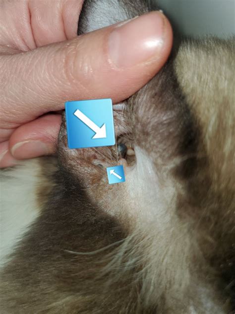 Apocrine Cysts Blue Lumps On The Skin And Ears Of Cats Tails And Tips