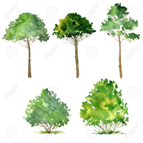 Set Of Trees Drawing By Watercolor Bushes And Pines Green Green