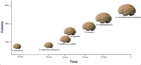 Features Of Early Hominins Hominids And Humans Big Brains Lack Of