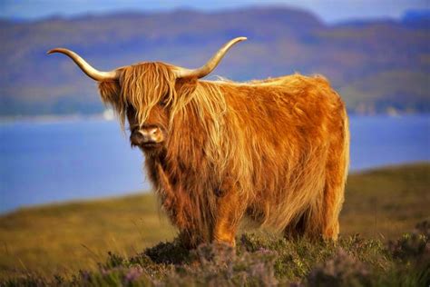 The American Cowboy Chronicles Cattle Breed Highland