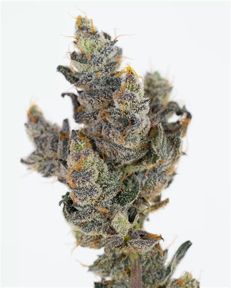Cotton Candy Cookies Strain - Silver Therapeutics