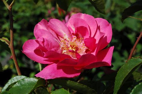 Клематис 'голдэн дрим' / clematis alpina 'golden dream'. Pink Dream | Rose - rosa, ca. 140cm (Weihrauch 2003)