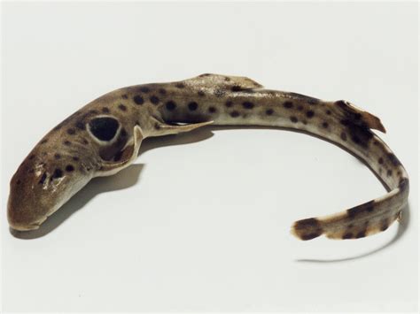 Epaulette Shark Hemiscyllium Ocellatum Bonnaterre 1788 The