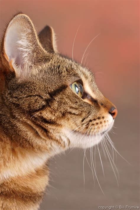Tabby Cat In Profile Cats Cats Cat Profile Cat Reference
