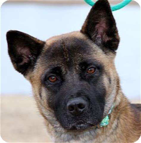 Don't miss out on the perfect companion to life with a purrfect friend. Nakita | Adopted Dog | Chicago, IL | Akita/German Shepherd Dog Mix