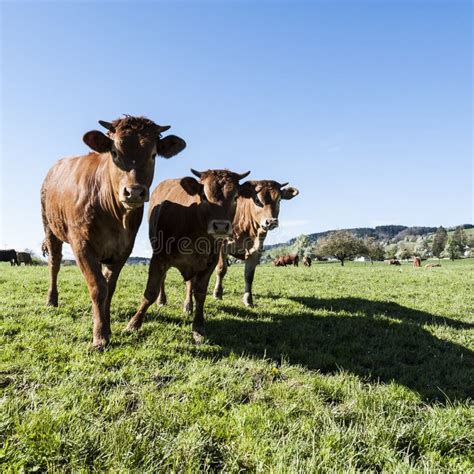 Animal Husbandry In Switzerland Stock Image Image Of Livestock