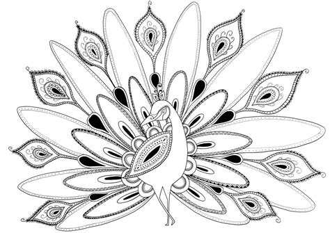 Peacock Coloring Pages For Kids