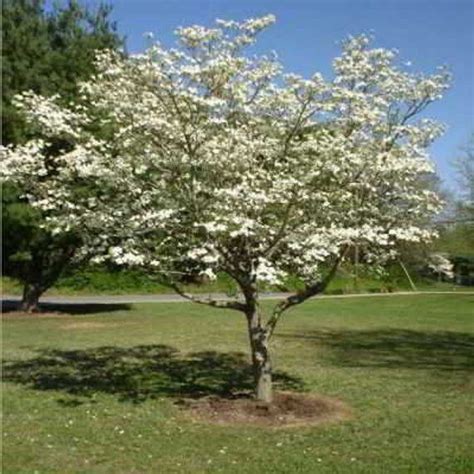 White flowering dogwood tree facts. White Flowering Dogwood Tree Facts / Eastern Flowering ...