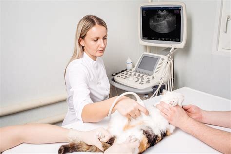 Selecting The Best Veterinary Ultrasound Machine National Ultrasound