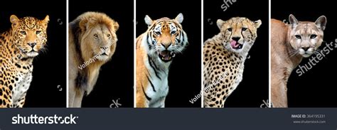 Five Big Wild Cats Leopard Tiger Stock Photo 364195331 Shutterstock