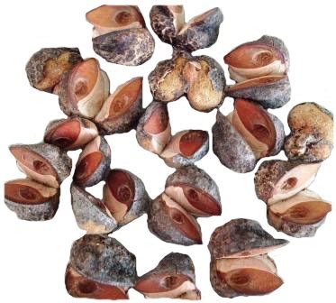 Free for commercial use no attribution required high quality images. Unusual Fruit Images : Belgium Tomato Seeds Unusual Rare ...