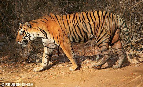 Face view of a tiger. Tigers on the prowl kill three in Karnataka forest range ...