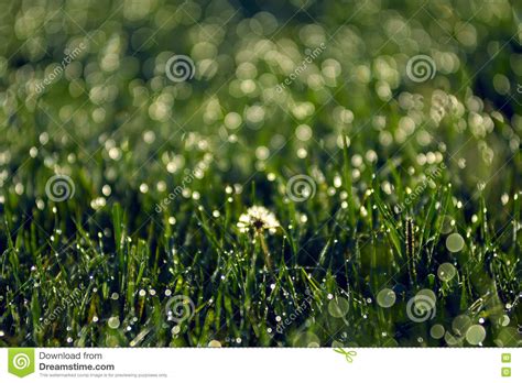 Луг леса Изображение макроса с малой глубиной поля Цветок Стоковое Фото