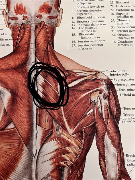 Rhomboid Muscle Pain Causes Symptoms Treatment Kadalyst Pt