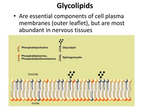 Glycolipid In Cell Membrane