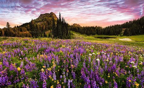 1920x1080px 1080p Free Download Wildflowers Meadow Hills Pretty