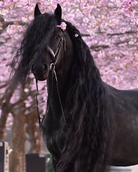 Friesians Of Instagram On Instagram 🐴 🌎 More Cherry Blossoms