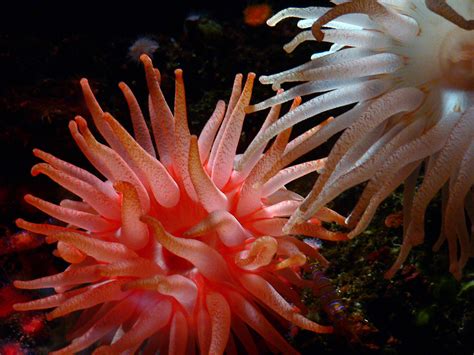 Sea Anemone Compound Shows Promise In Obesity Trials Also