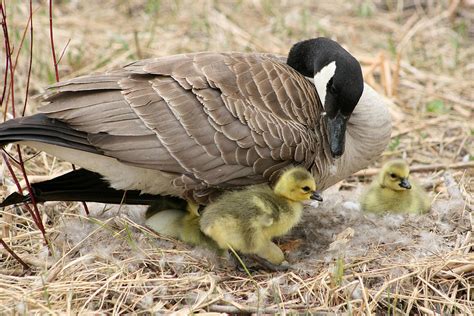 Female Canada Goose With Goslings Photograph By Robert Hamm Fine Art