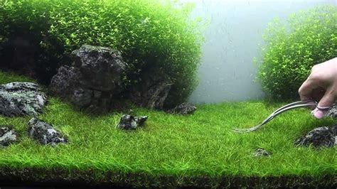 Harga tanaman aquascape hairgrass full air. Green&Grey Aquarium - Day 98 - sp. mini trimming - YouTube