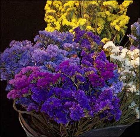Another way to dry the blooms is with glycerin, which you can purchase from most drugstores. Colonial Sense: How-To Guides: Outdoors: Dried Flower ...