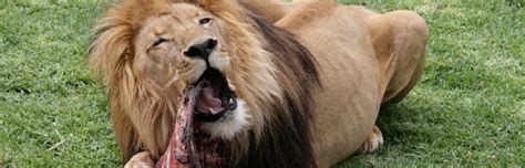 Lion Feeding Feline Facts And Information