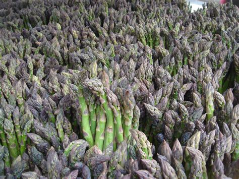 Pick up some seeds from your local garden center. Asparagus - wikidoc