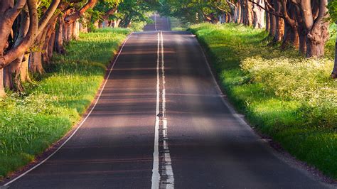 Road Between Green Grass Bushes Plants Trees Hd Nature Wallpapers Hd