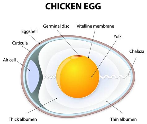 Egg Structure The Structure Of An Egg The Poultry Pages