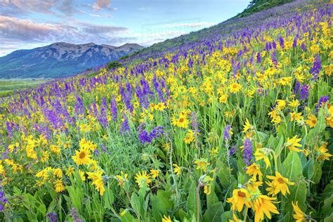 Usa Colorado Crested Butte Landscape Of Wildflowers On Hillside