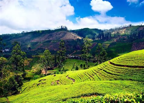 Tourists Guide To Nuwara Eliya Sri Lanka Mountains Waterfalls And