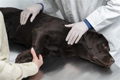 Rectal Prolapse In Dogs