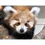 Adorable Red Panda Cub To Make Zoo Debut This Weekend – BVT News