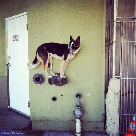 This Dog Who Can Balance On Anything Really Needs His Own Act Huffpost