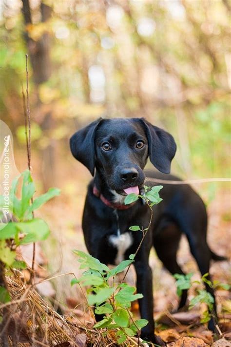9 Best Black Lab Beagle Mix Want Another 1 Images On