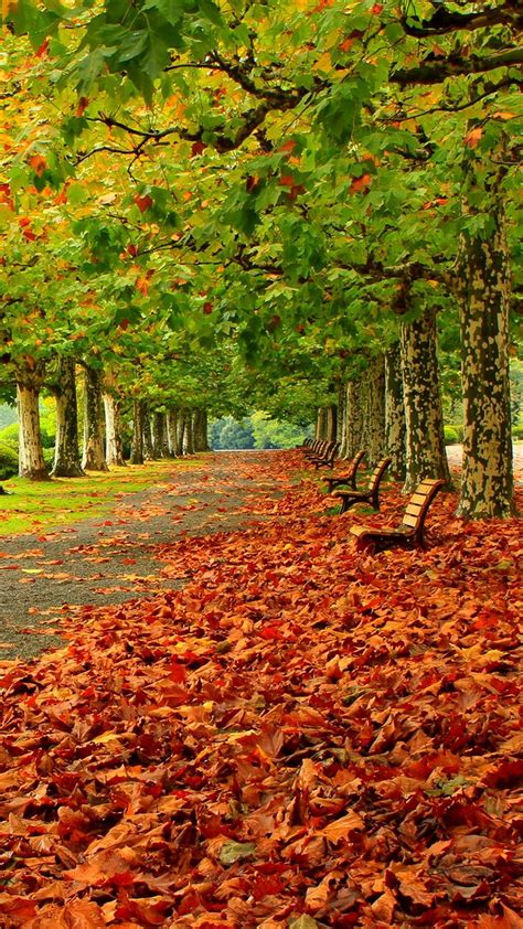 Park Autumn Foliage Benches Trees Wallpaper 1080x1920