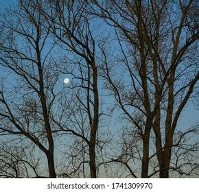 Full Moon Behind Naked Tree Branches Stock Photo Shutterstock