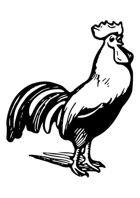 Dibujo Para Colorear Gallina Gallo Y Pollo Dibujos Para Imprimir Sexiz Pix