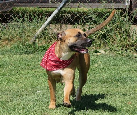 Chata Perro Adopción Cruce Pit Bull Terrier Adoptado Perrera De
