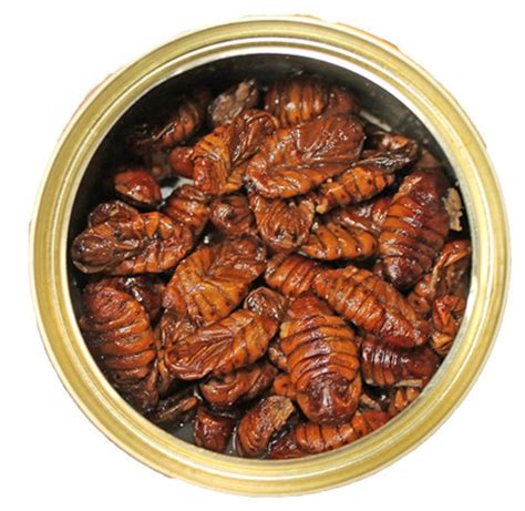 Canned Silkworm Pupae Healthy High Protein Treat For Etsy