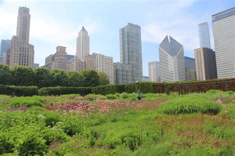 The flowers sport yellow or orange petals that surround a darker center. Top 10 Beautiful Gardens To Escape To In Chicago