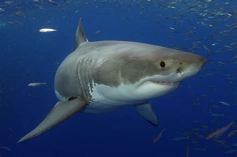 For This Great White Shark Its Even Better Now In The Bahamas
