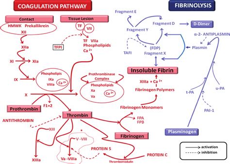 Coagulation And Fibrinolytic Pathways Download Scientific Diagram