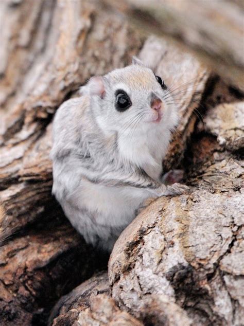 กระรอกบิน Siberian Flying Squirrels