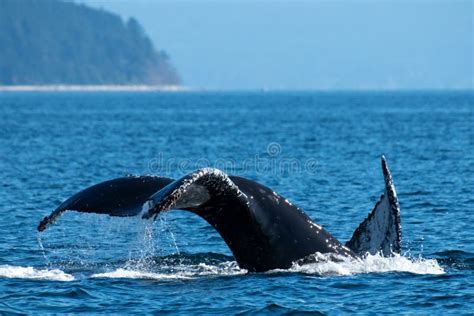 Humpback Whale Breach Straight Of Georgia Salish Sea Near Campbell