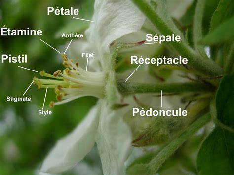 Fichier Fleur de pommier Wikipédia