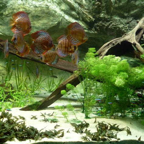 A piece of wood draws the eye and creates a strong accent piece that sets the aquascape style. Rocks, Driftwood, Petrified Wood, & More | Estes Aquarium Decorations